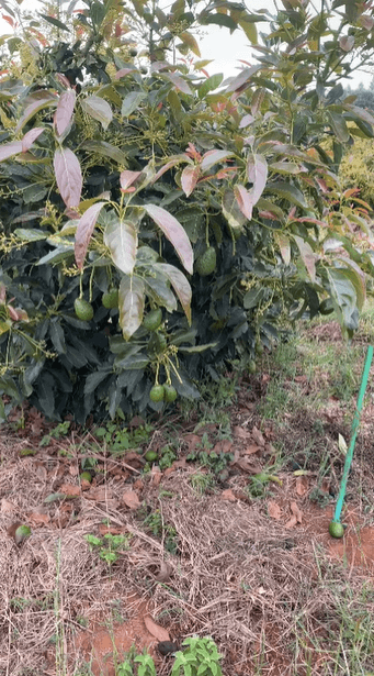 Team in agricultural field