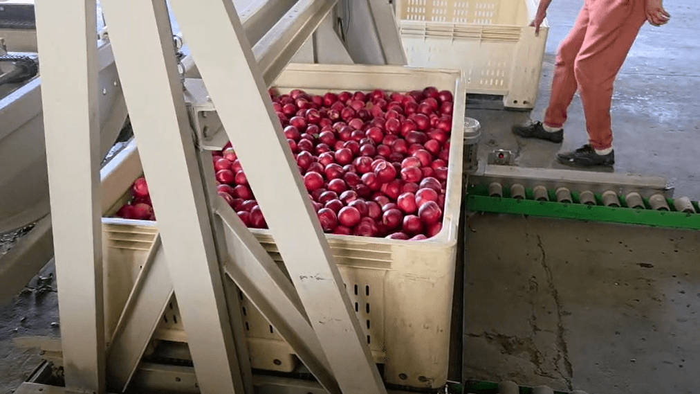 Avocados on sorting line