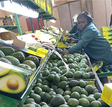 Avocado sorting and handling
